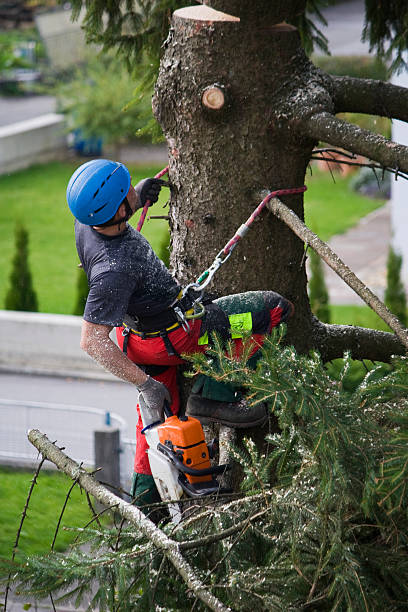 Professional  Tree Services in Melrose Park, NY